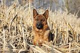 BERGER ALLEMAND 853